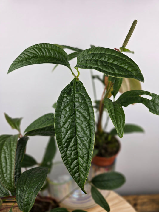 Anthurium arisaemoides