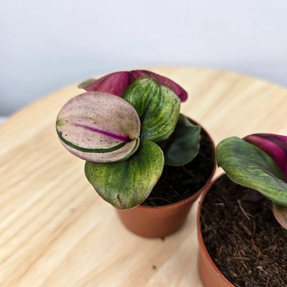 Geogenanthus ciliatus 'Aura Flame'