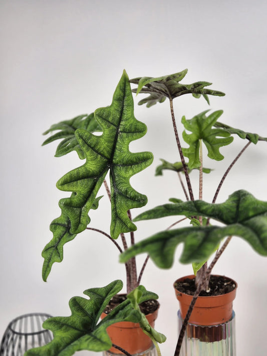 Alocasia Jacklyn