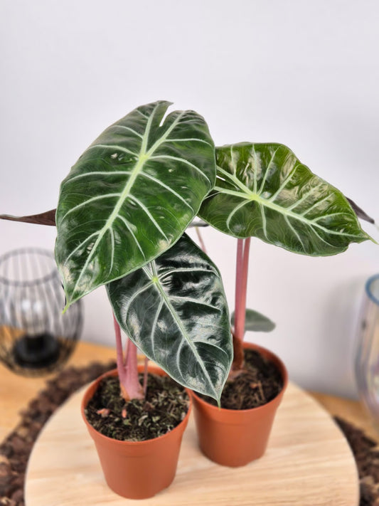 Alocasia 'Pink Dragon'