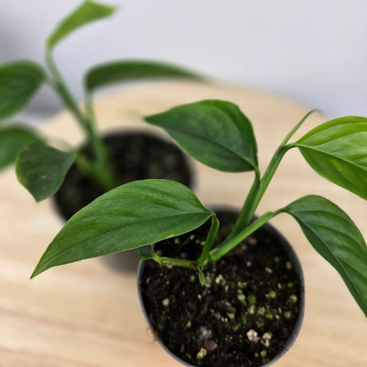 Monstera praetermissa