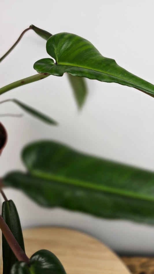 Philodendron Joepii