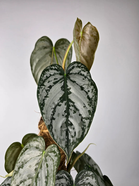 Philodendron brandtianum