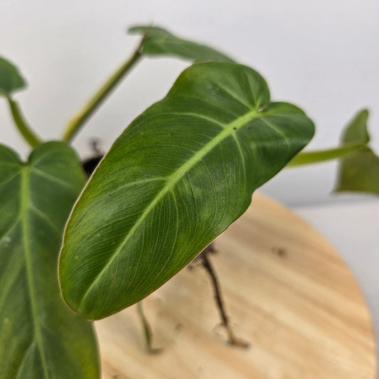 Philodendron Maximum