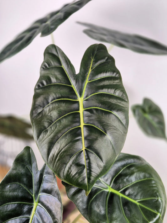 Alocasia 'Golden Bone'