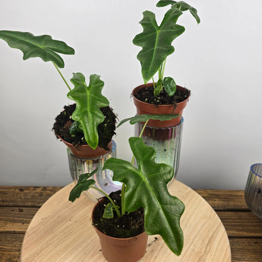 Alocasia Portei
