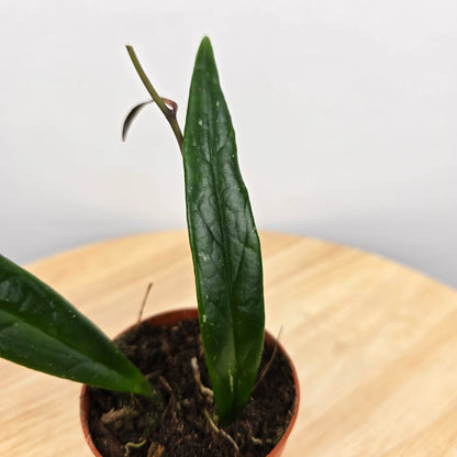 Hoya sulawesiana