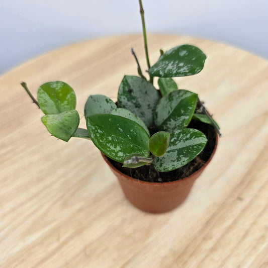 Hoya 'Mathilde Splash'