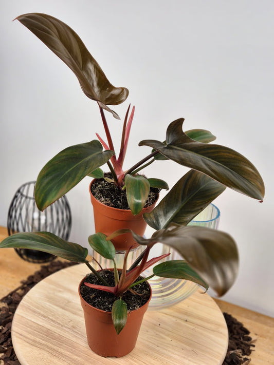 Philodendron Florida Bronze
