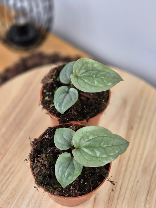 Anthurium Luxurians