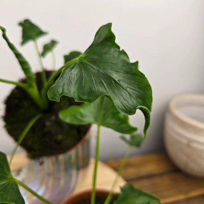 Alocasia 'Triangularis'