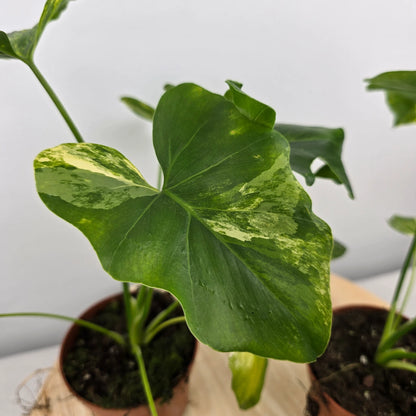Philodendron Radiatum variegata