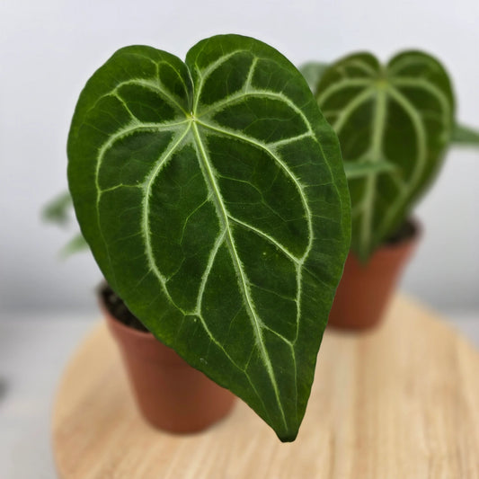 Anthurium Magnificum