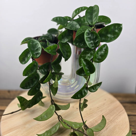 Hoya carnosa 'Krinkle 8'