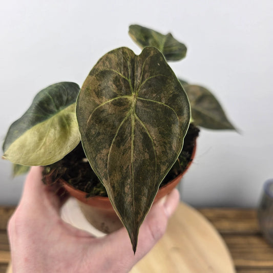 Alocasia wentii 'Aurea'