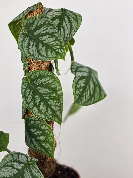 Monstera dubia