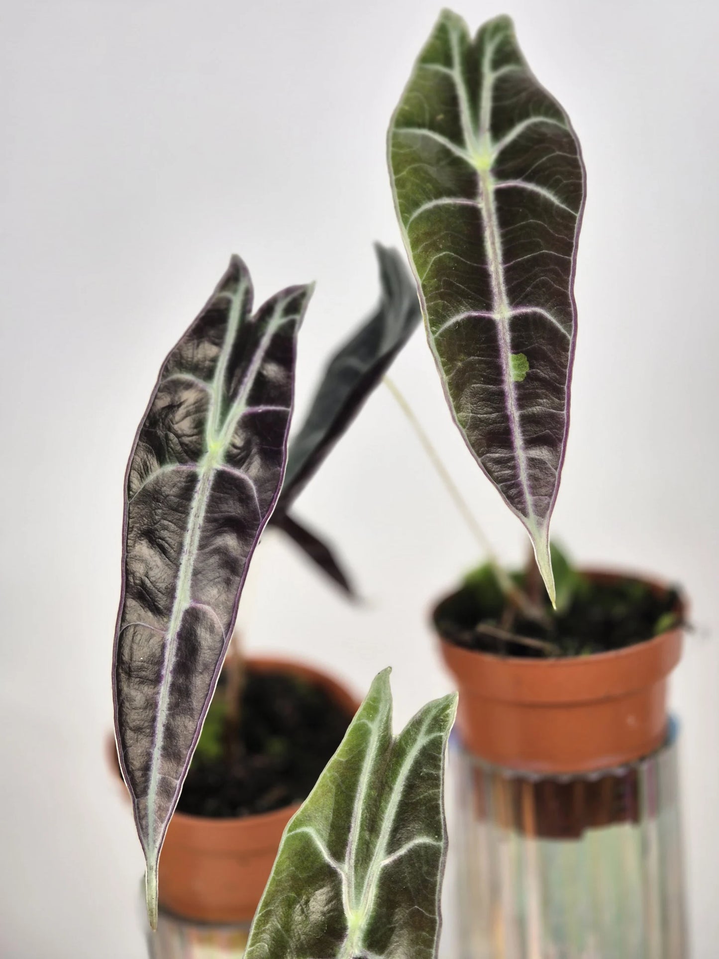 Alocasia Longiloba 'Purple'