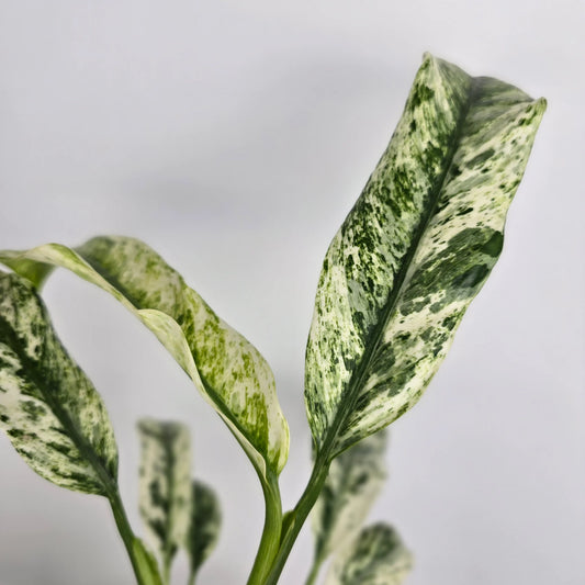 Rhaphidophora puberula 'Variegata'