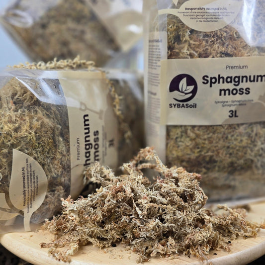 Sphagnum Moos