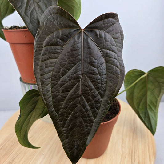 Anthurium 'Queen of Hearts'