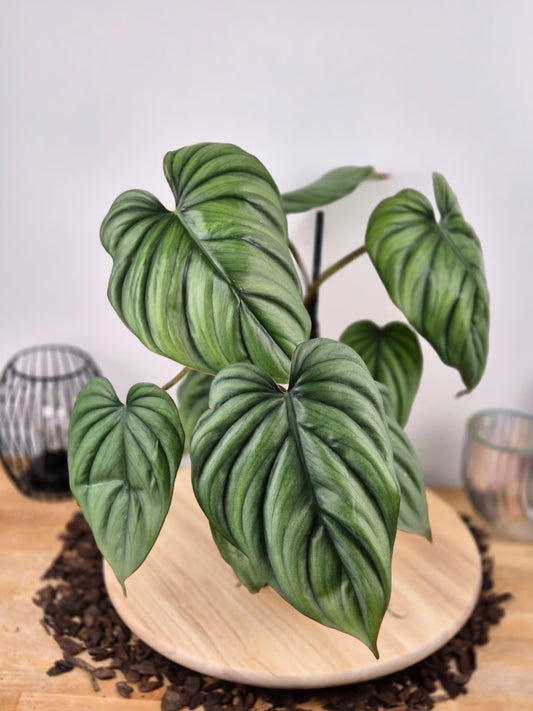 Philodendron sp Colombia