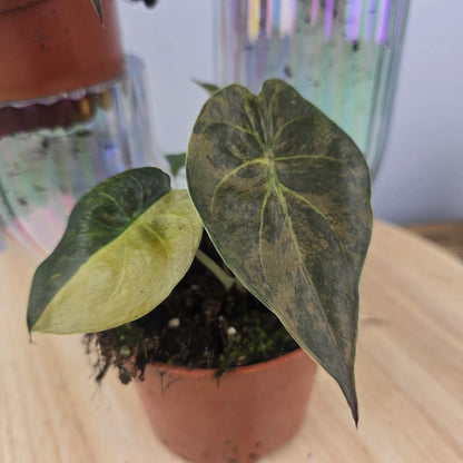 Alocasia wentii 'Aurea'