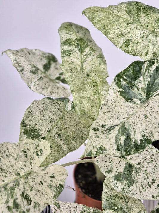 Alocasia Macrorrhiza 'Splash'