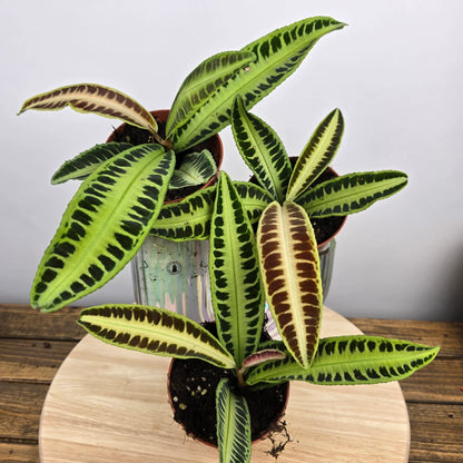 Labisia 'Jambi'
