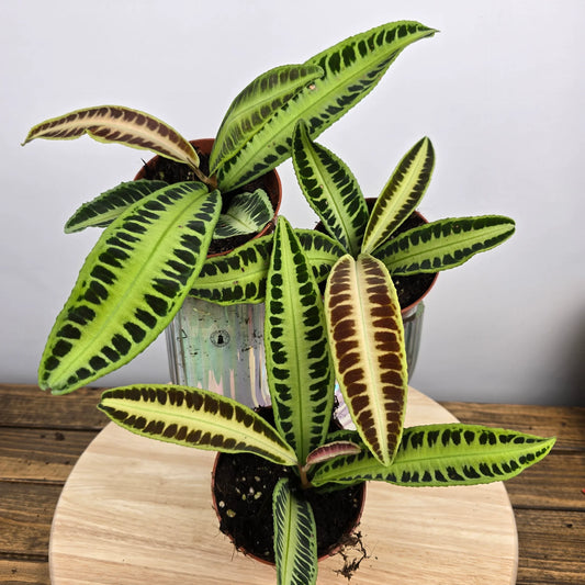 Labisia 'Jambi'
