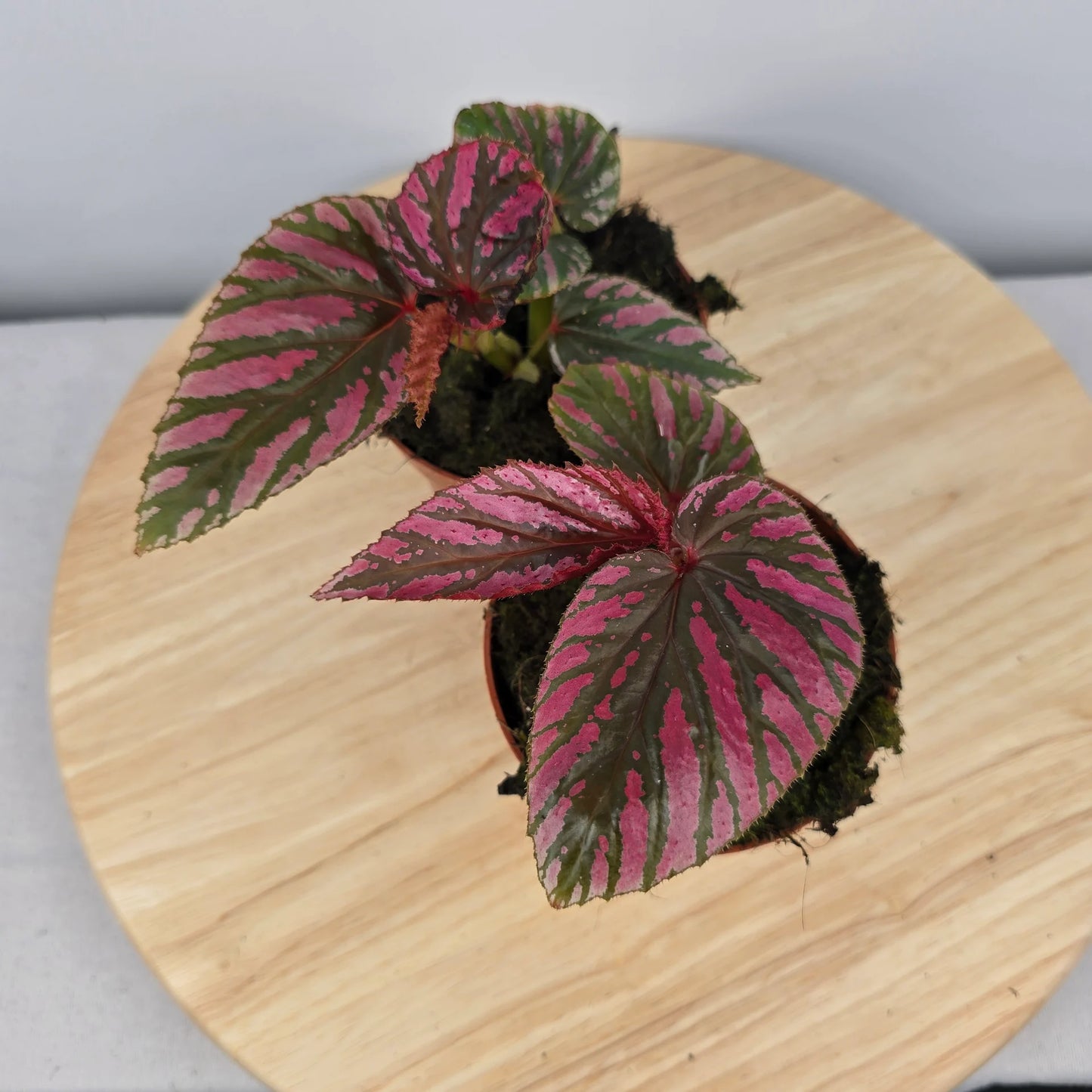 Begonia brevirimosa