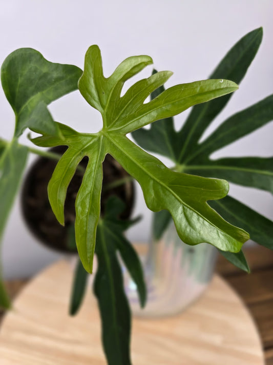 Anthurium podophyllum