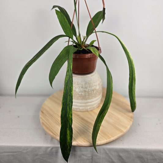 Anthurium vittariifolium 'Variegata'