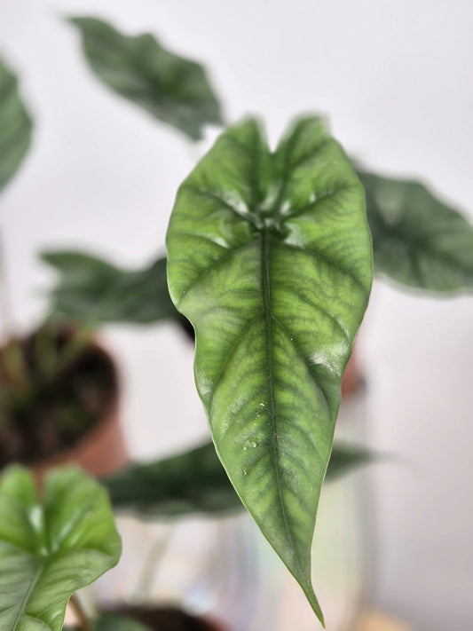 Alocasia Simpo