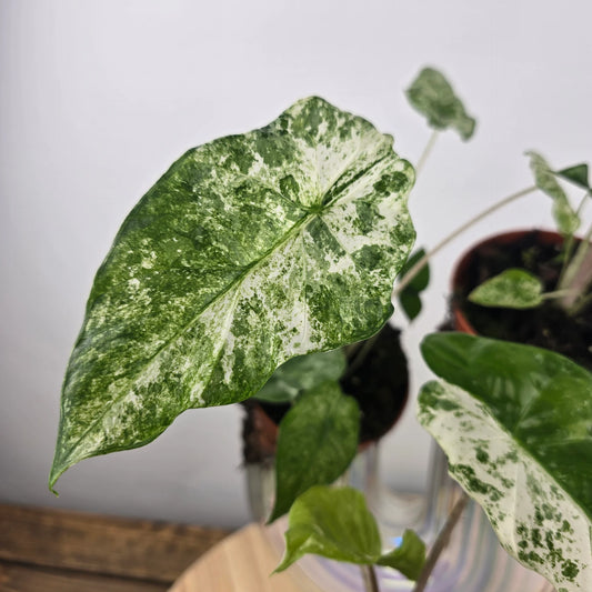 Alocasia odora 'Batik Variegata'
