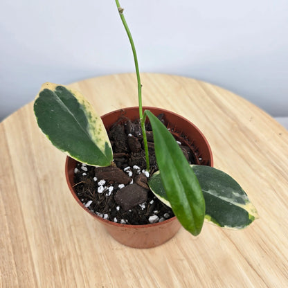 Hoya Incrassata variegata (JP)