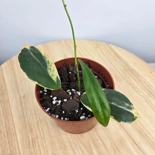 Hoya Incrassata variegata (JP)