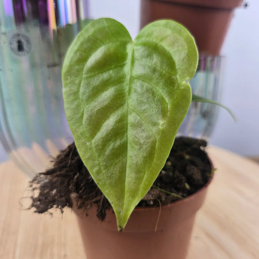 Anthurium Veitchii 'S'