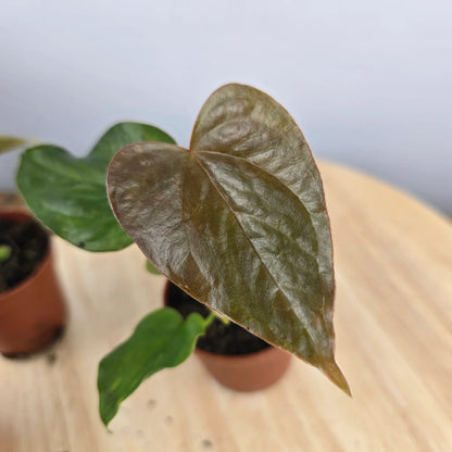 Anthurium 'Red Beauty'