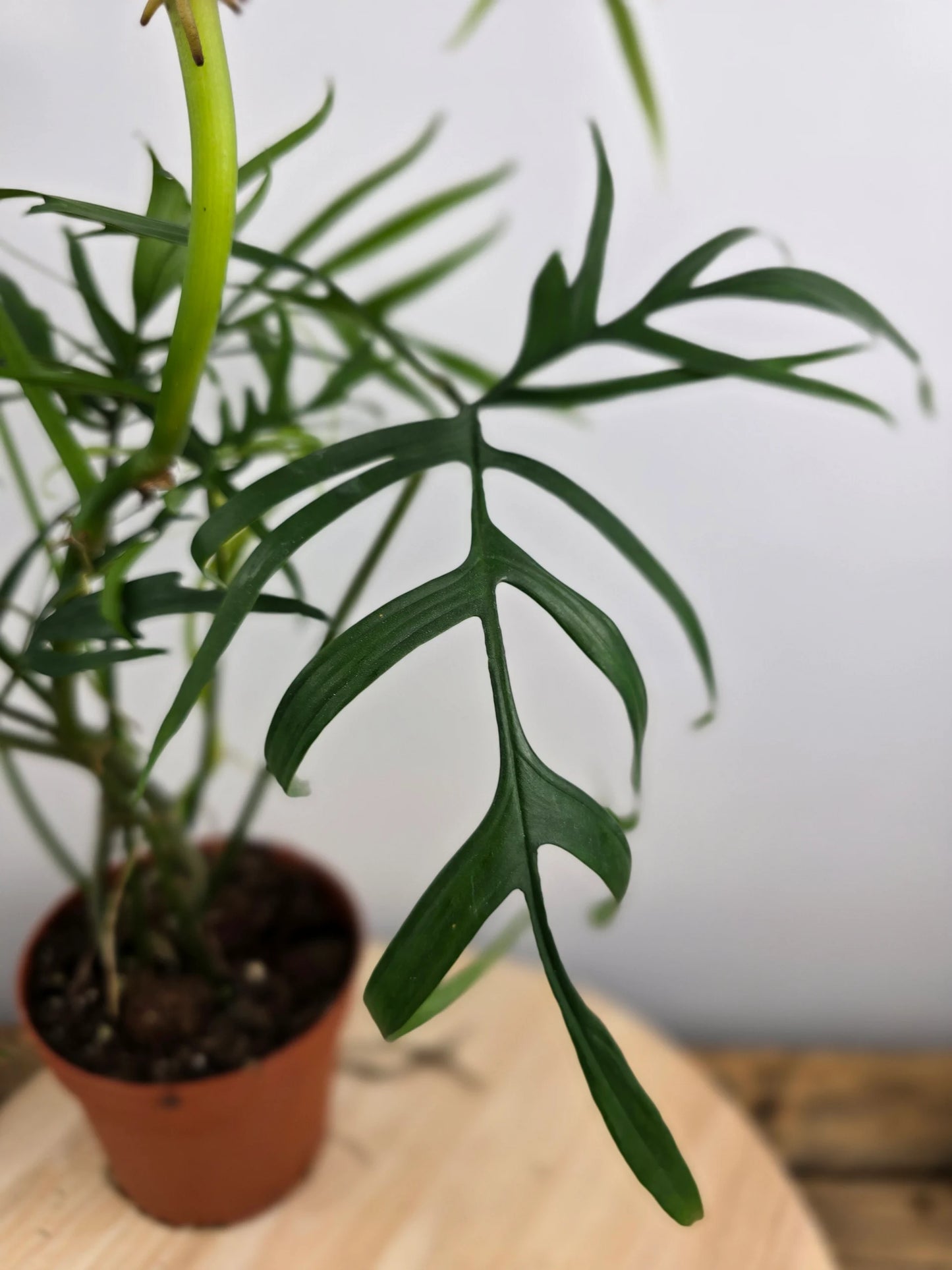 Philodendron polypodioides