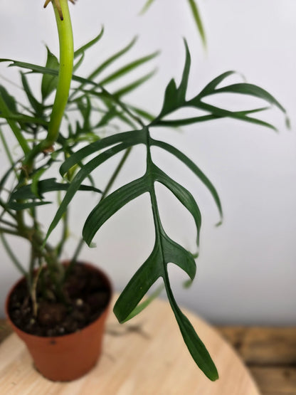 Philodendron polypodioides