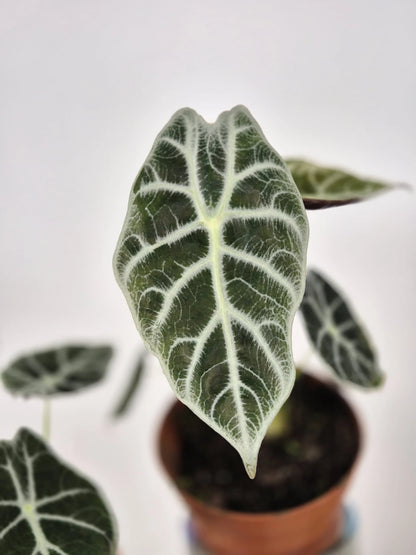 Alocasia Watsoniana 'Lightning'