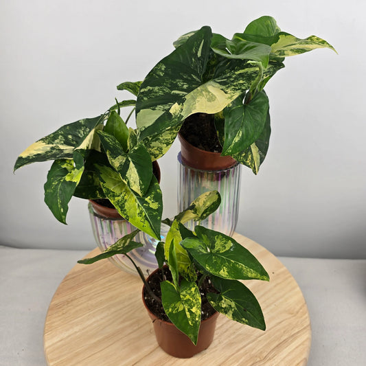 Syngonium Aurea