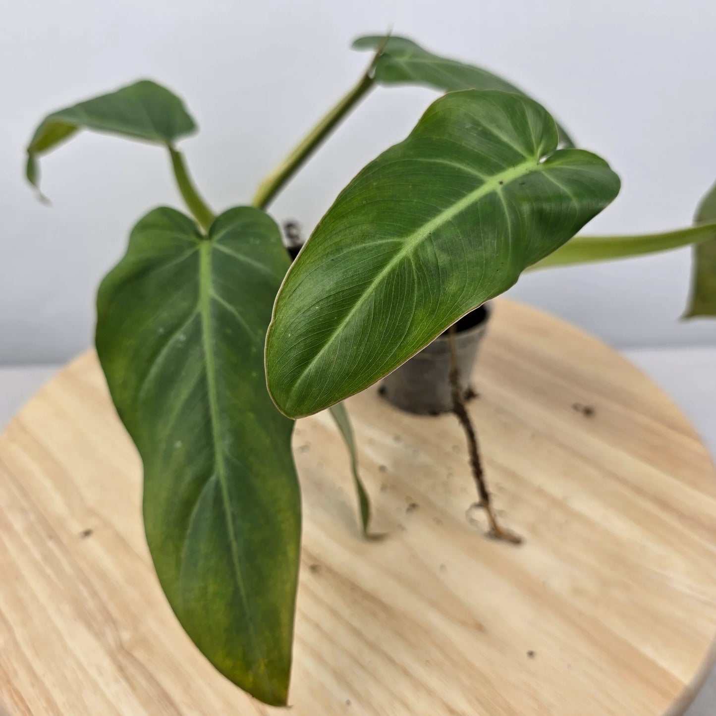 Philodendron Maximum