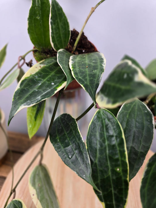 Hoya macrophylla variegata