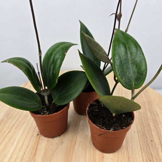 Hoya sp Papua