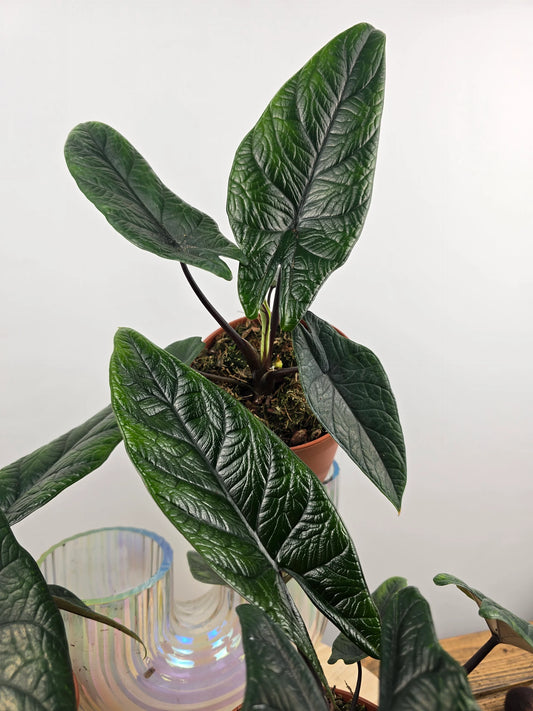 Alocasia Scalprum
