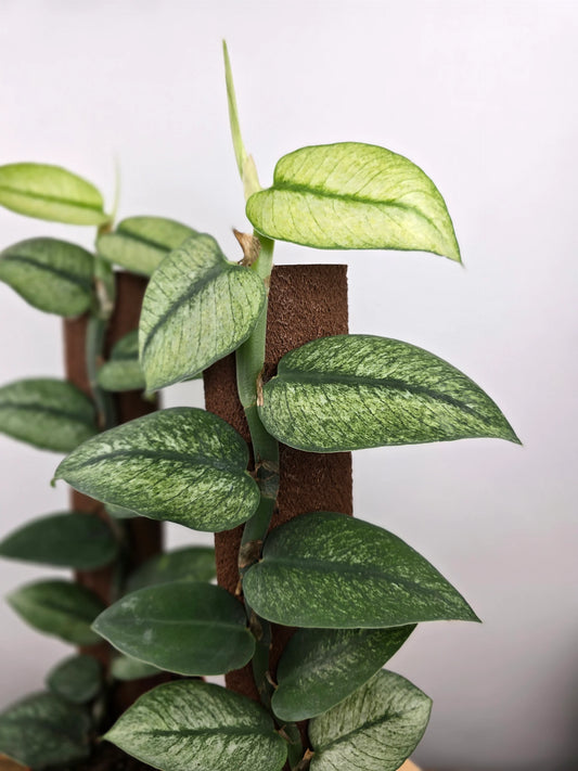 Rhaphidophora hongkongensis 'Variegata'