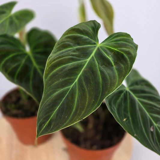 Philodendron 'Splendid'