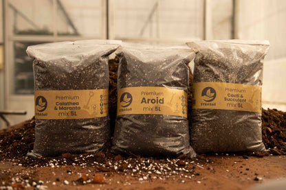 Aroid Mix