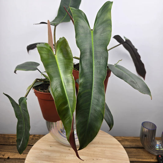 Philodendron atabapoense